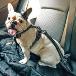 Dog Seat Belt